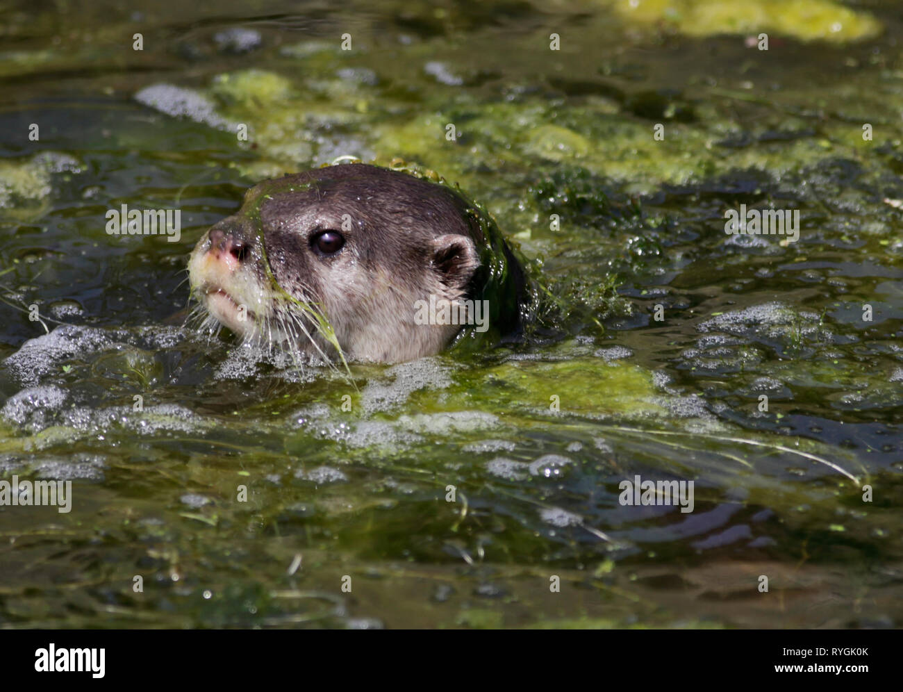 Petite asiatique griffé Otter (aonyx cinerea) Banque D'Images