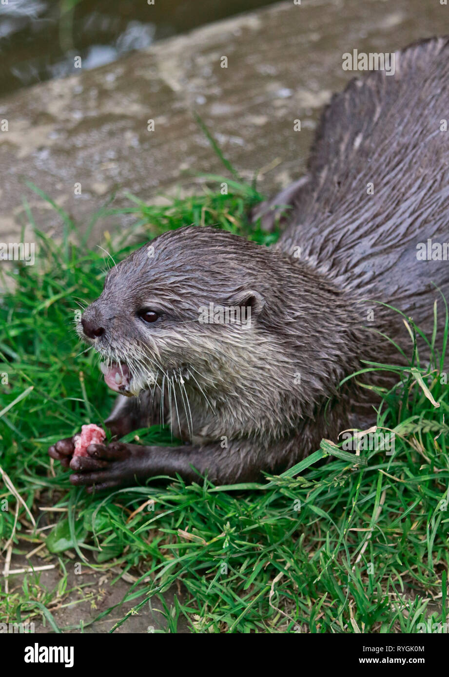 Petite asiatique griffé Otter (aonyx cinerea) Banque D'Images