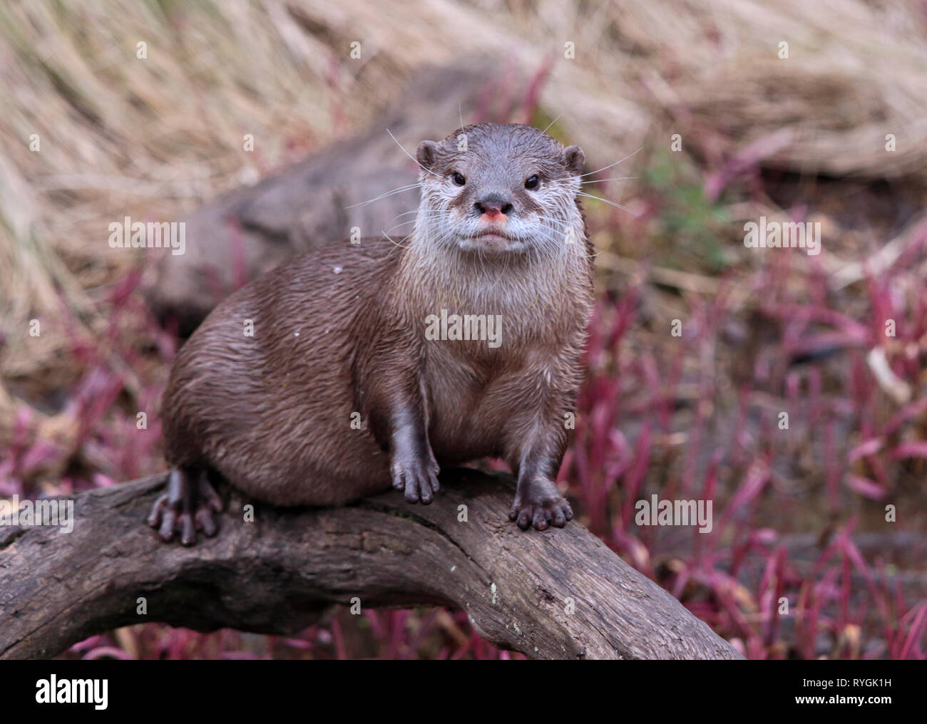 Petite asiatique griffé Otter (aonyx cinerea) Banque D'Images