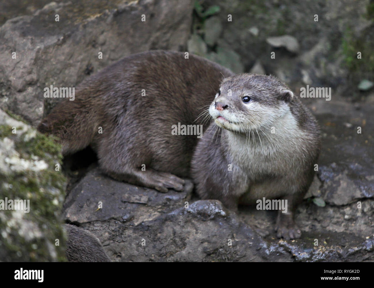 Petite asiatique griffé Otter (aonyx cinerea) Banque D'Images
