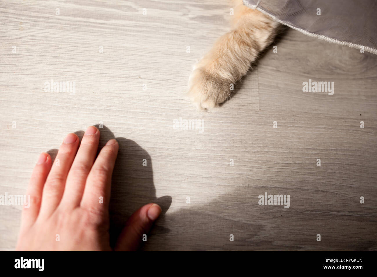 Petit chat blanc jouant sur le balcon. Le chat paw et main de l'homme sur le sol. La protection des animaux. Banque D'Images