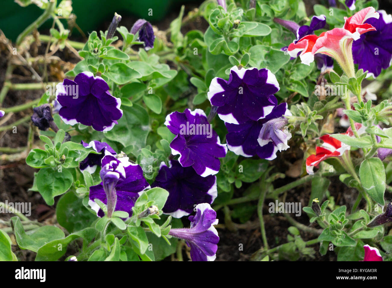 Les pétunias violets avec fond Pétunia grandiflora fresh Banque D'Images