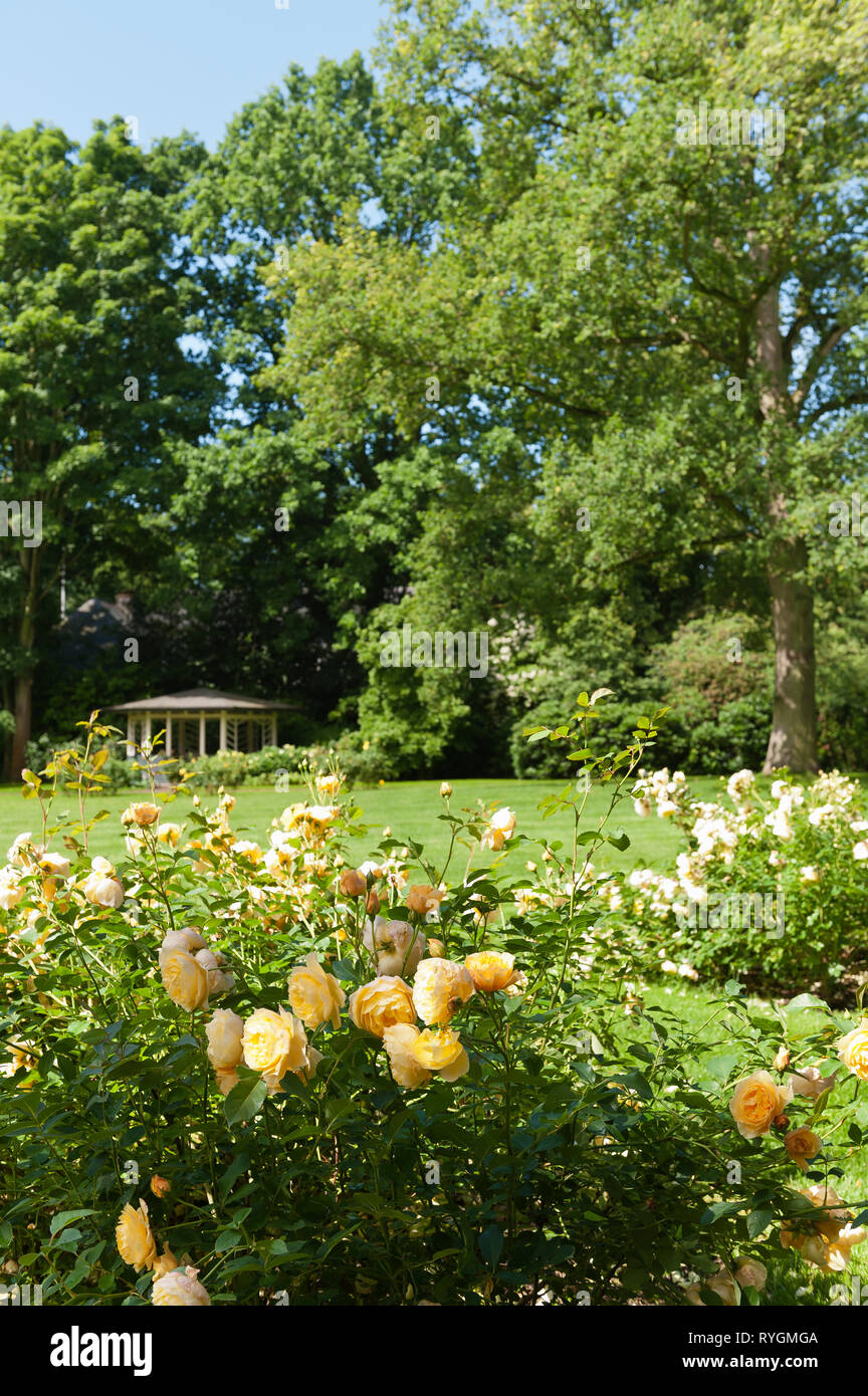 Des roses jaunes dans un parc Banque D'Images