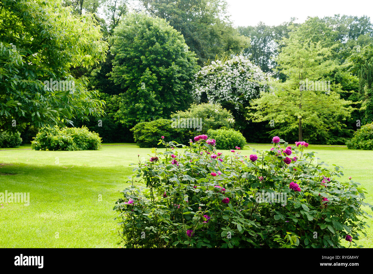 Fleurs sur la pelouse d'arbres Banque D'Images