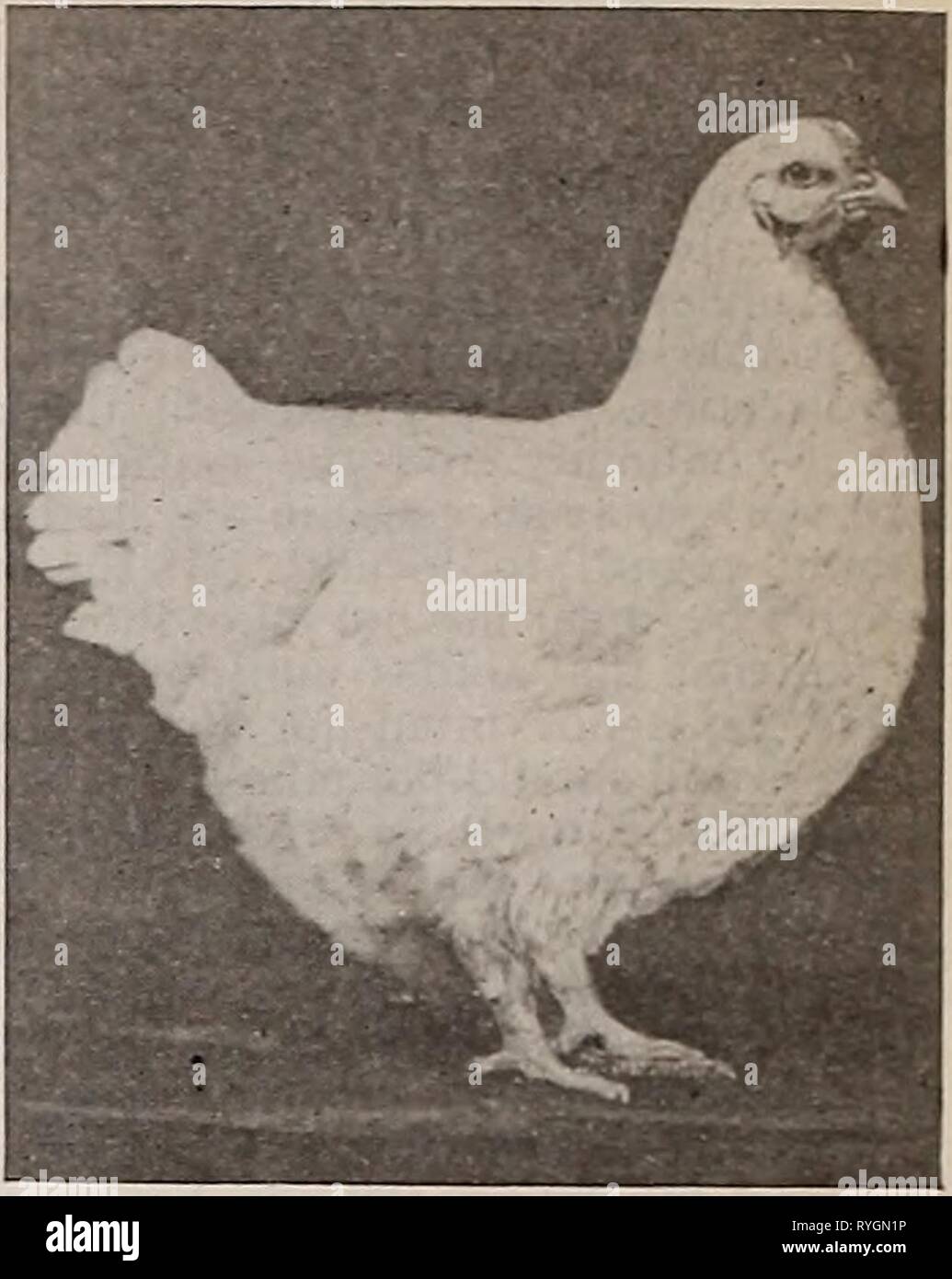 L'easternpoultryma poultryman45Année : 1903 électionné 72 L'EST POU LTRYMAN POULTRYMAN L'EST. FREEPORT, Maine. Geo. P- Coffin, - l'éditeur. Publié le 1er de chaque mois. Prix de l'abonnement de 25 cents par année. Les tarifs publicitaires. Un pouce, une insertion 75 une colonne, un insertion, .... 6,75 $ une page, une insertion, 18,00 $ 10  % de rabais sur trois mois'insertion ; 15  % sur 6 mois d'insertion ; 25  % sur 12 mois de l'insertion. Cartes d'obtenteurs, quarante mots ou moins. 40 cents ; quatre fois pour $1.00 ; un an. 2,50 $ ; toujours à l'avance. Avis de change, l'un cent un w Banque D'Images