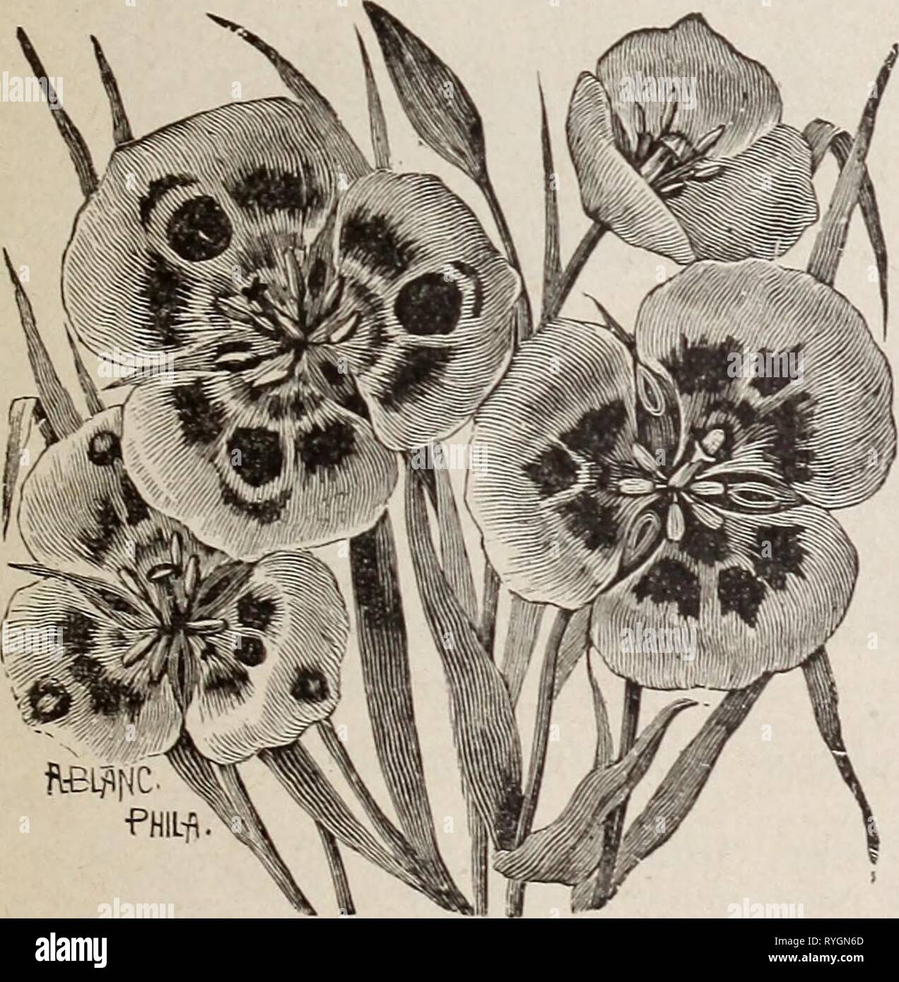 Autres bulbes néerlandais et dutchotherbulbs1905germ Année : 1905 S. 326-330 MAIN ST., LOS ANGELES 9 Calochortus.-suite. Kennedyi, un magnifique espèces du désert et probablement le plus frappant de tous le c.. Les fleurs sont d'une éblouissante-orange avec une tache pourpre écarlate au centre de chaque pétale, barbus avec quelques touffes de poils et les anthères sont pourpre foncé. Les plantes poussent sur 18 pouces de hauteur et produisent de 4 à 5 fleurs sur une tige ; ils sont de culture facile et ont s'avérer parfaitement hardy en Angleterre 1q. INitidus Fleurs grandes et blanc avec une tache indigo'au centre de chaque Banque D'Images