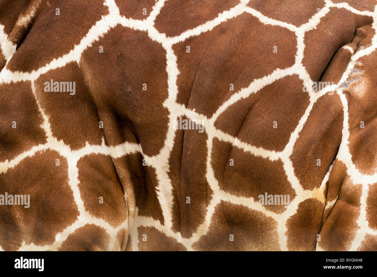 Gros plan des taches sur la peau d'une girafe forme un motif abstrait Banque D'Images
