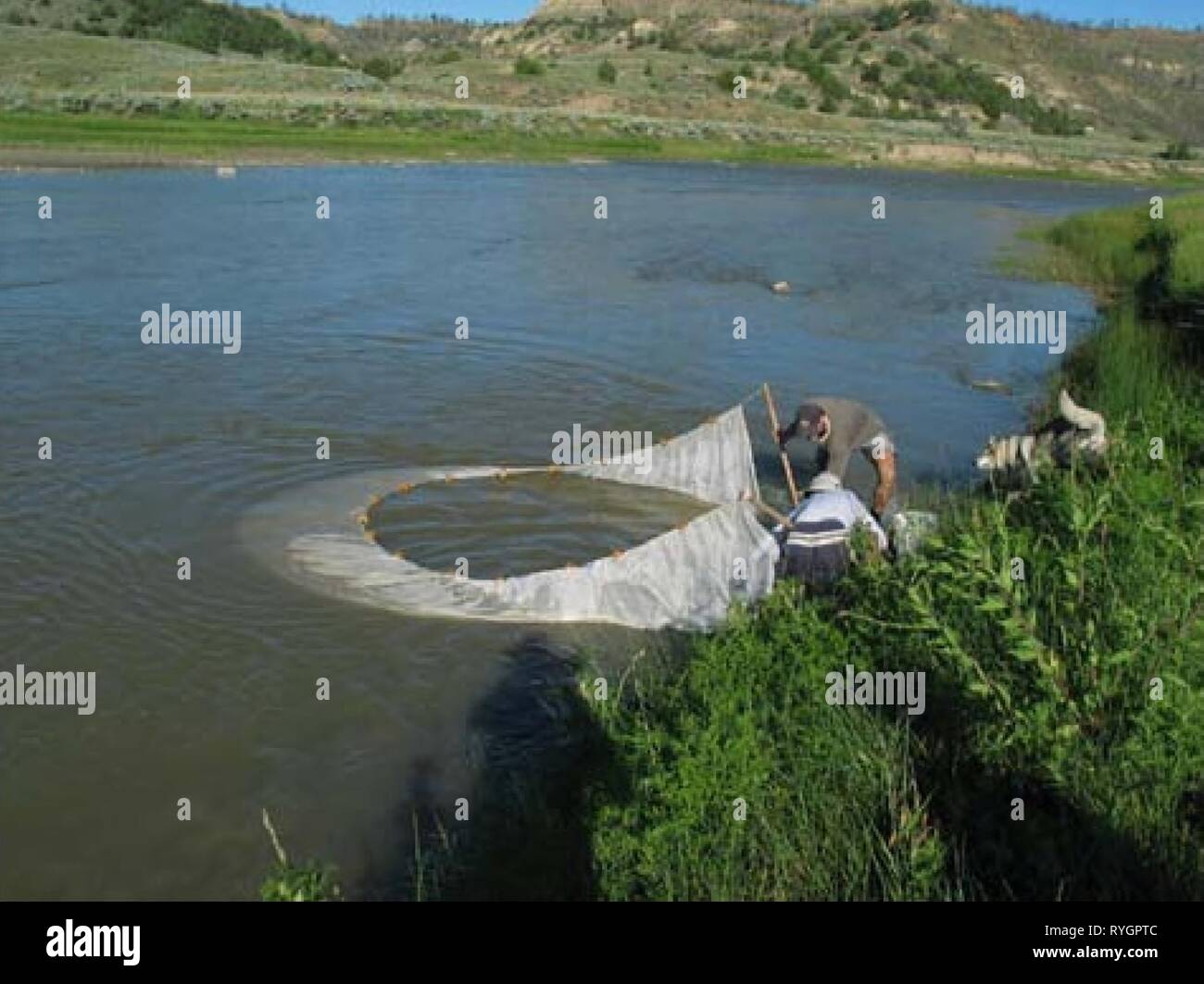 Enquêtes aquatiques et l'évaluation de la région de Slim Buttes Harding et Butte Co., SD E7B0A490-9C23-4F66-8B12-C76B17101B65 Année : 2006 Figure 5. Mesure de la profondeur du canal dans le cadre de l'évaluation de l'habitat et géomorphologiques. Les communautés de poissons des protocoles d'échantillonnage de poissons (MTFWP 2003) nécessaire au positionnement de bloc en amont et en aval des moustiquaires aux extrémités de la portée (300m ou 40x largeur mouillée), mais la plupart du temps les sections peu profondes et/ou zones de radiers étaient suffisantes pour empêcher les poissons de s'échapper bien que la course et les piscines ont été capturés à la senne de l'amont à l'aval de la direction avec un 20-3 Banque D'Images