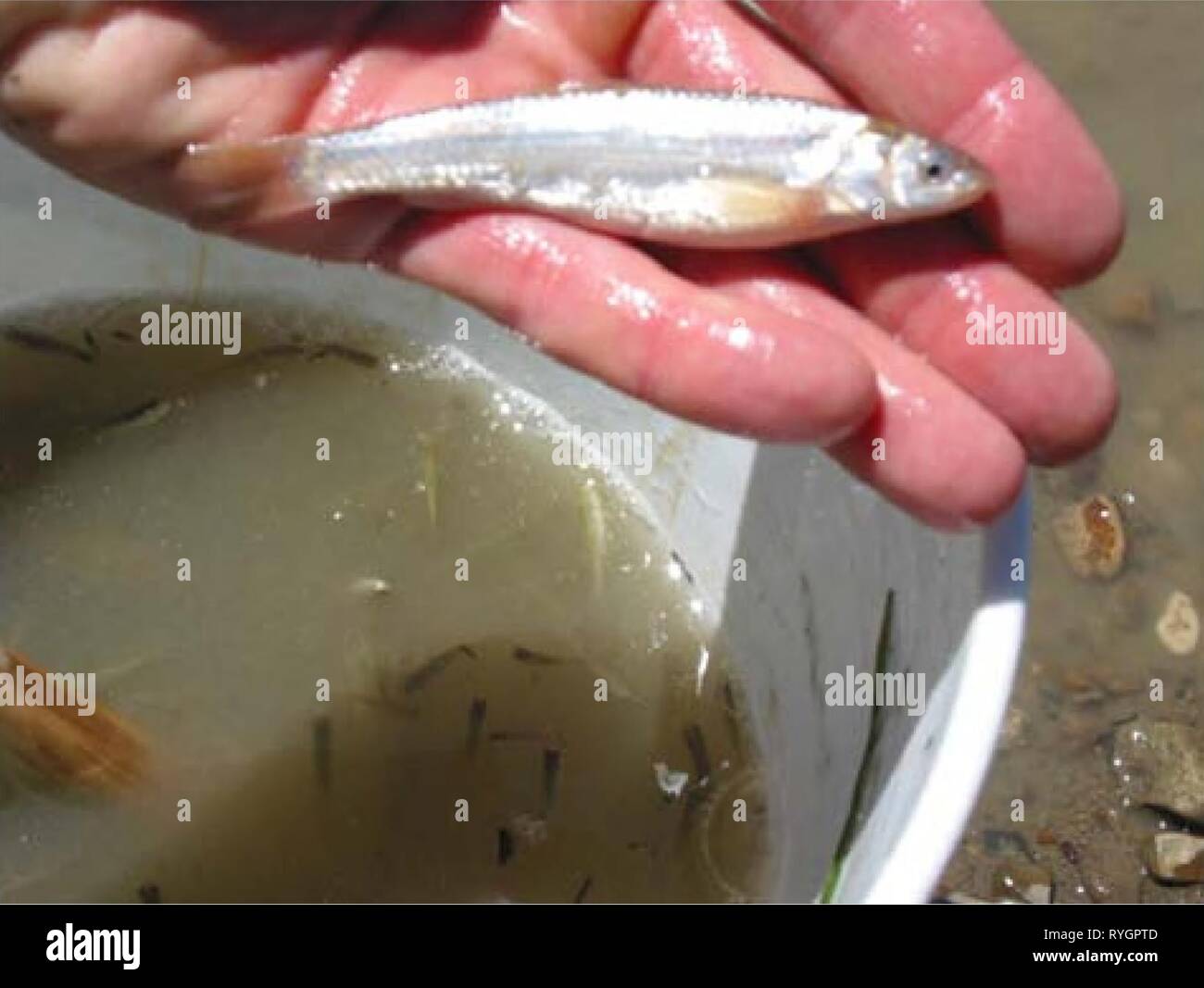 Enquêtes aquatiques et l'évaluation de la région de Slim Buttes Harding et Butte Co., SD E7B0A490-9C23-4F66-8B12-C76B17101B65 Année : 2006 Figure 6. Un échantillonnage de poissons géré par la senne tournante avec un 20 ft. La figure 7. Le méné d'une senne dans la Petite Rivière Missouri avant de le relâcher. Banque D'Images