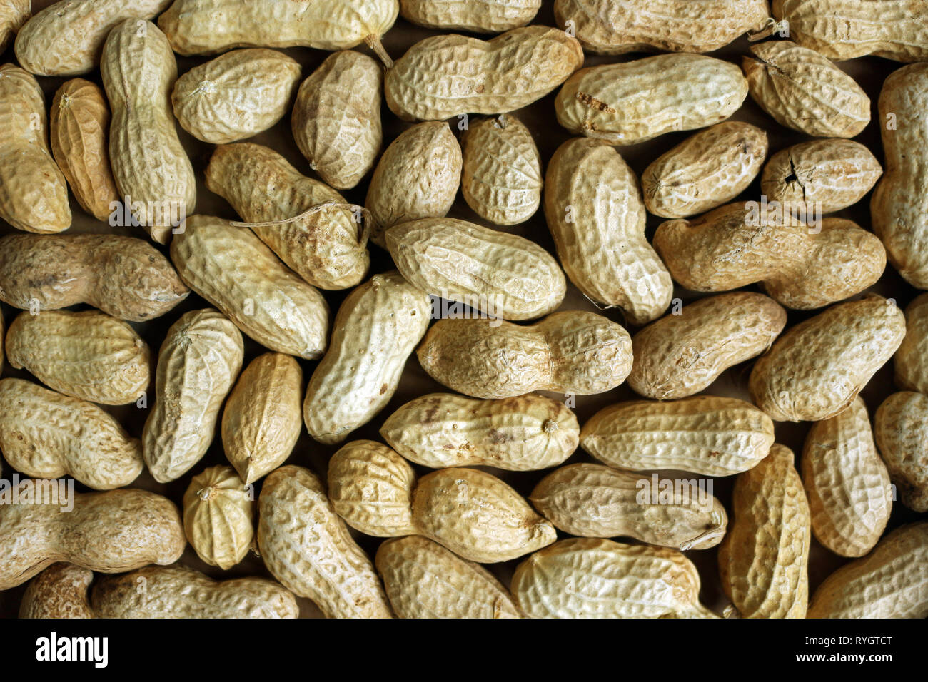 Monkey Noix, arachides dans leur coquille Banque D'Images