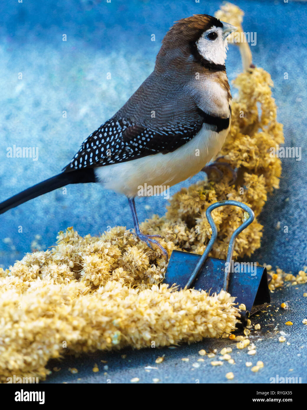Double-prescription d'oiseaux (Taeniopygia bichenovii Finch), également appelé Owl Finch. Banque D'Images