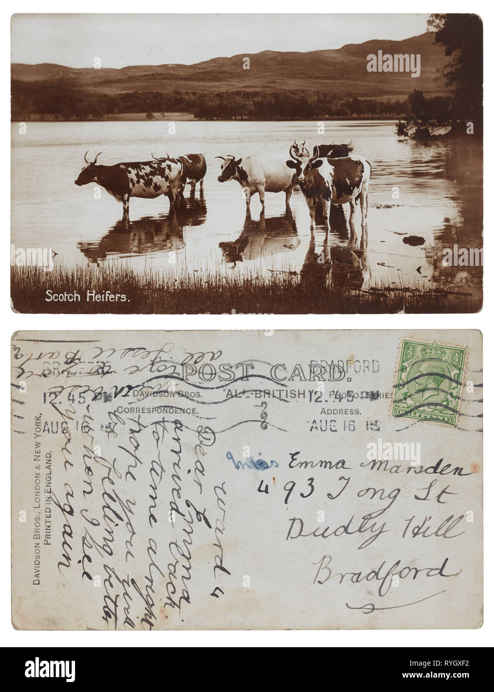 Carte postale de génisses Scotch envoyé en 1915 pour et de Bradford dans le Yorkshire Banque D'Images