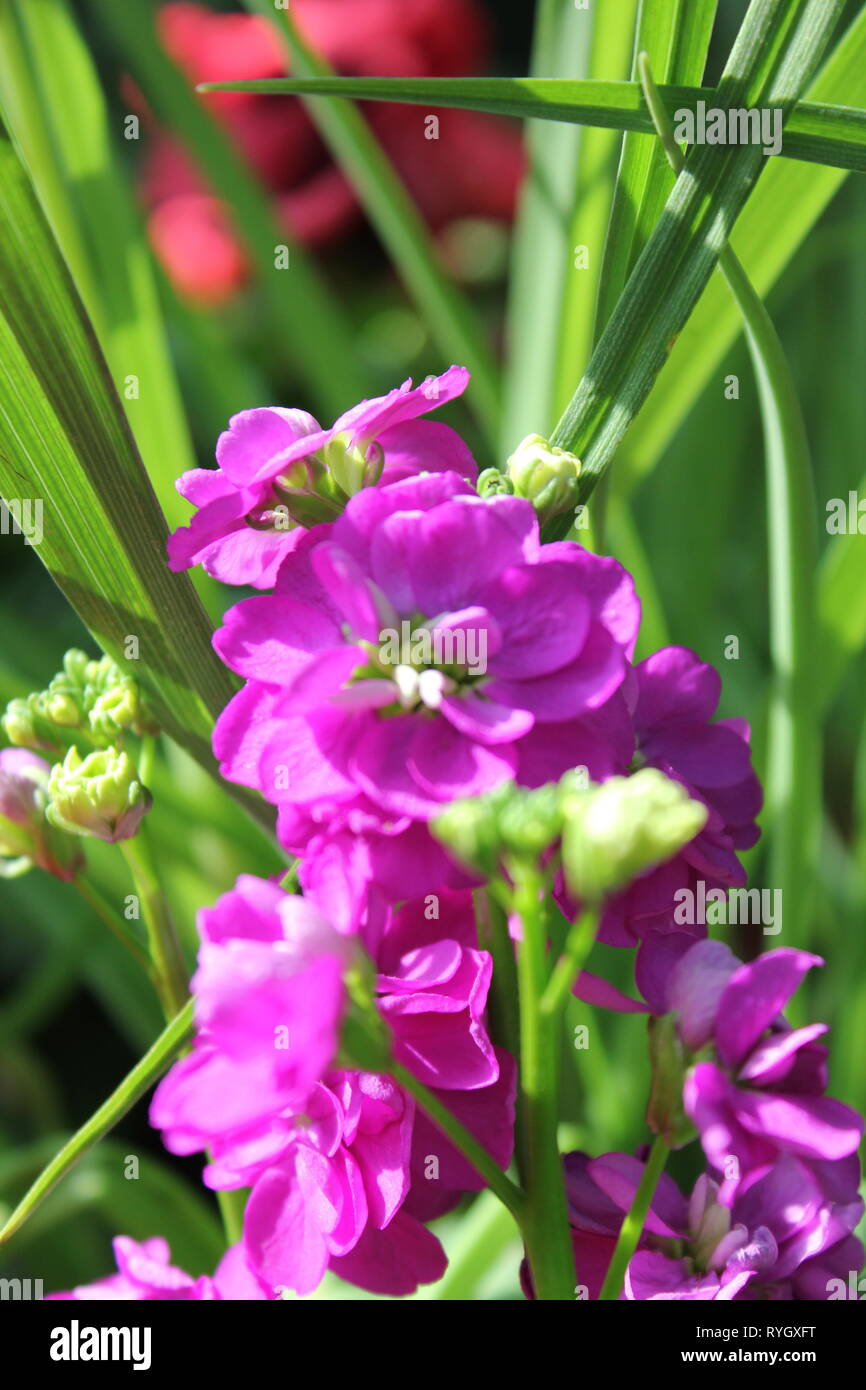 Matthiola incana, stock de houary, stock de dix semaines, croissant dans le pré. Banque D'Images