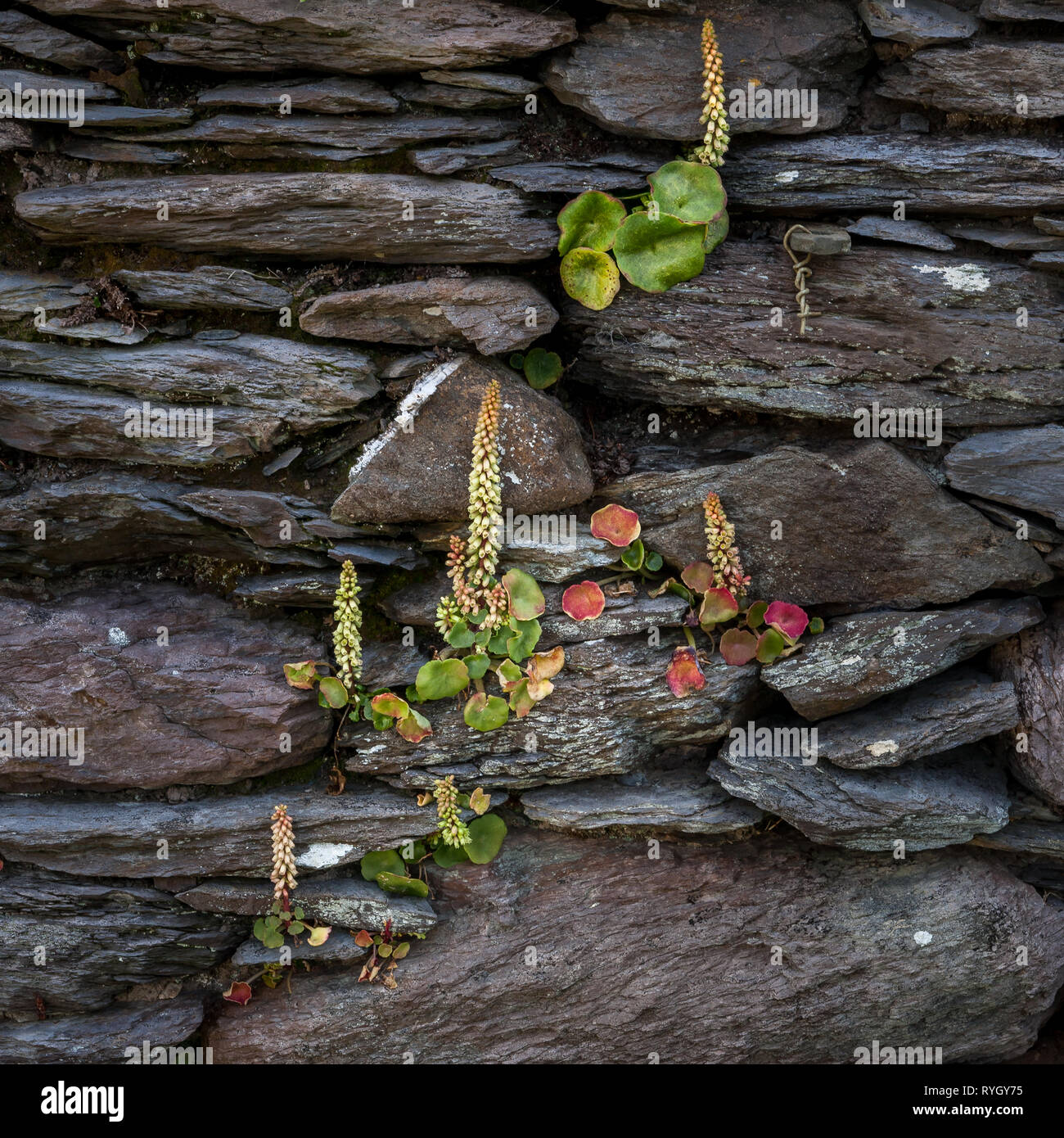 Dursey Island, Cork, Irlande. 13e fleurs sauvages poussant sur un mur de pierre d'une vieille maison à Dursey Island, dans le comté de Cork, Irlande. Banque D'Images