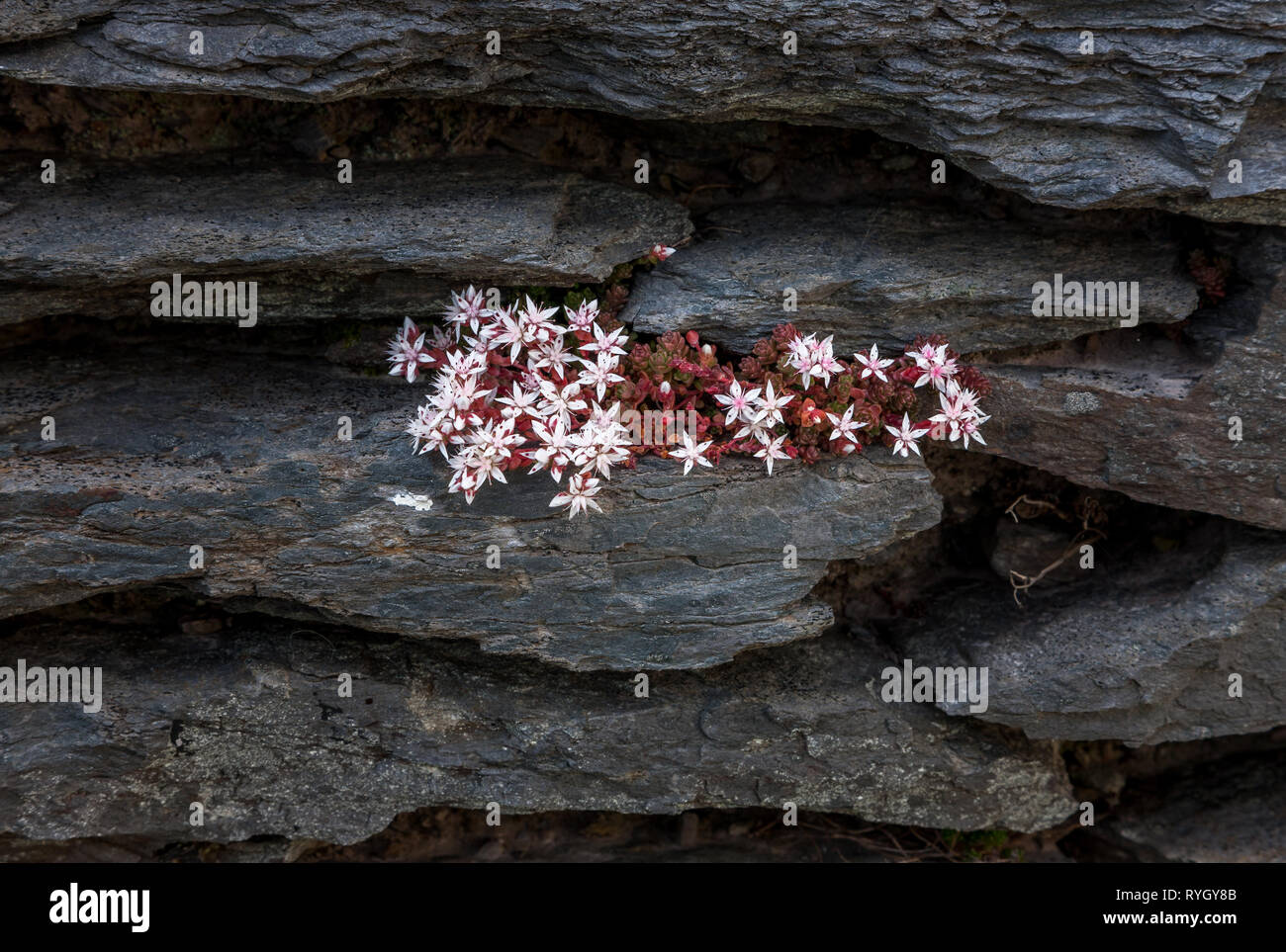 Dursey Island, Cork, Irlande. 13e fleurs sauvages poussant sur un mur de pierre d'une vieille maison à Dursey Island, dans le comté de Cork, Irlande. Banque D'Images