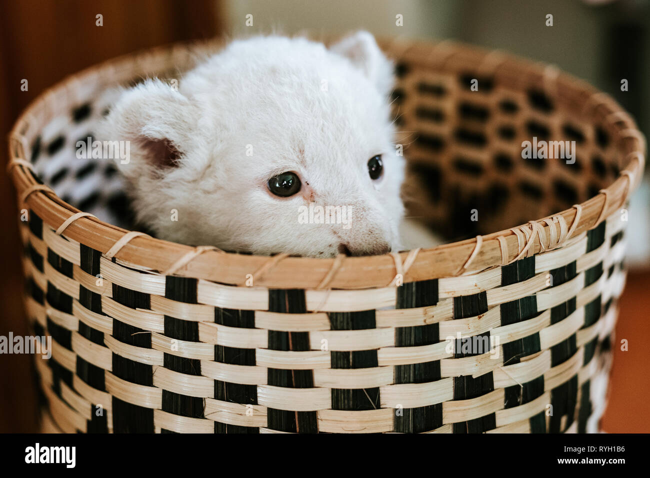 Cute white lion cub dans brown panier à la recherche sur le côté droit Banque D'Images