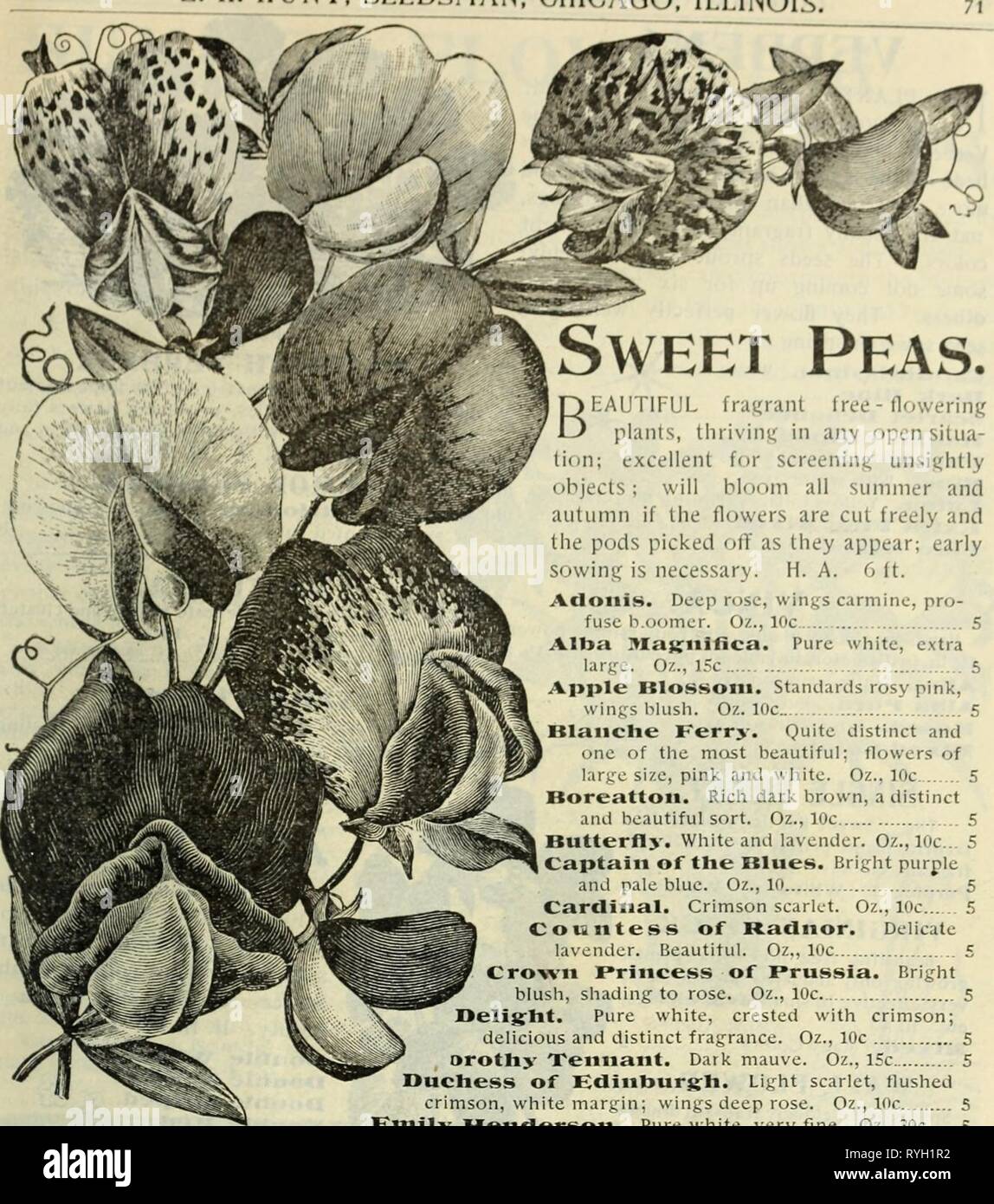 E H Hunt Seedsman15ehhuntseedsman Hunt Annee 15 Srkdsman J Hunt Chicago Illinois Les Petits Pois Rose Delicat Les Ailes De La Reine Blanche Laiteuse Kairy Oz 10c Eckford Isa