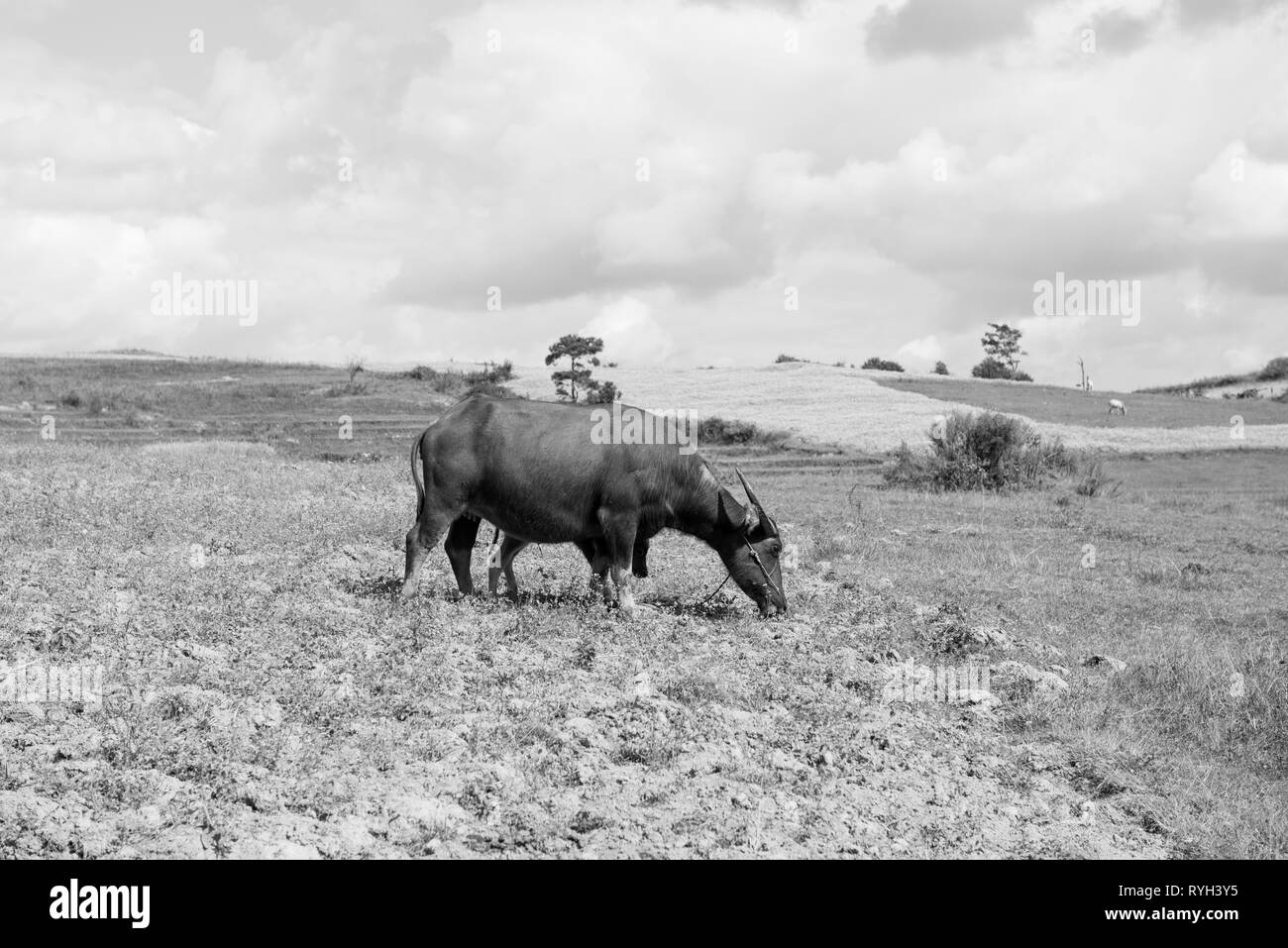 Photo noir et blanc d'un bison et d'alimentation des veaux sur la vallée près du lac Inle au Myanmar Banque D'Images