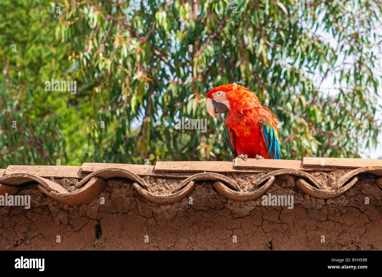 Un ara rouge (Ara macao) debout sur un toit dans la forêt tropicale du Pérou, Amérique du Sud. Banque D'Images