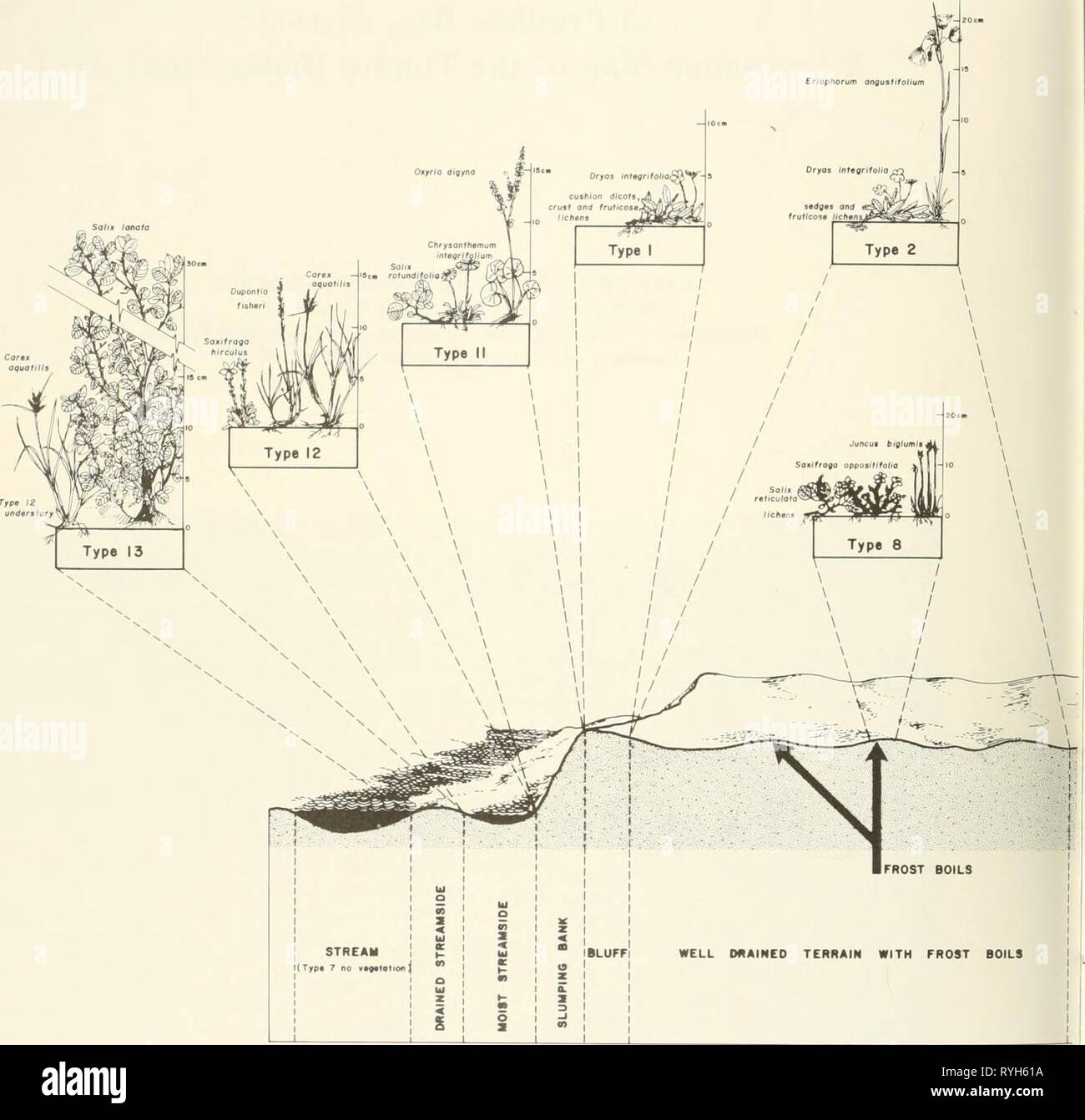 Les enquêtes écologiques du biome de la toundra dans la région de Prudhoe Bay, Alaska ecologicalinvest00brow Année : 1975 Fig. 1. Représentation schématique de la baie Prudhoe, montrant le terrain et topographique des interrelations spatiales des 13 types de végétation. Banque D'Images