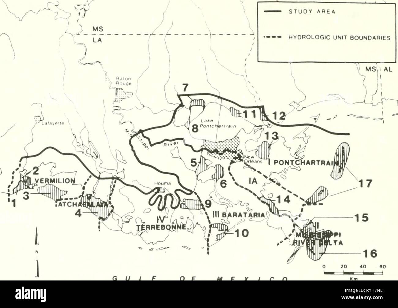 L'écologie des marais du delta Banque D'Images