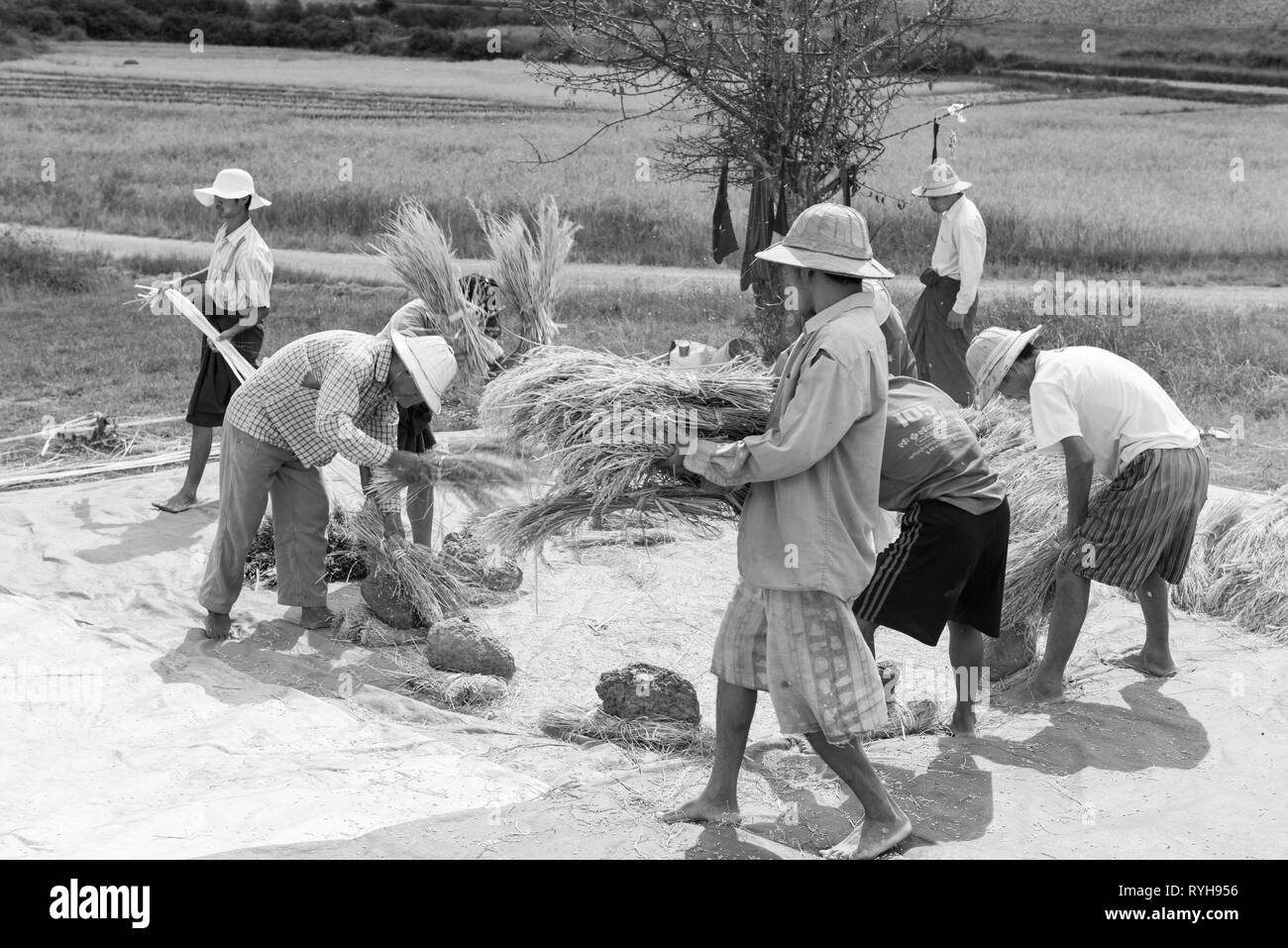 Lac Inle, MYANMAR - 27 novembre, 2018 : Noir et blanc photo de birmans hommes la collecte du riz au Lac Inle, Myanmar Banque D'Images