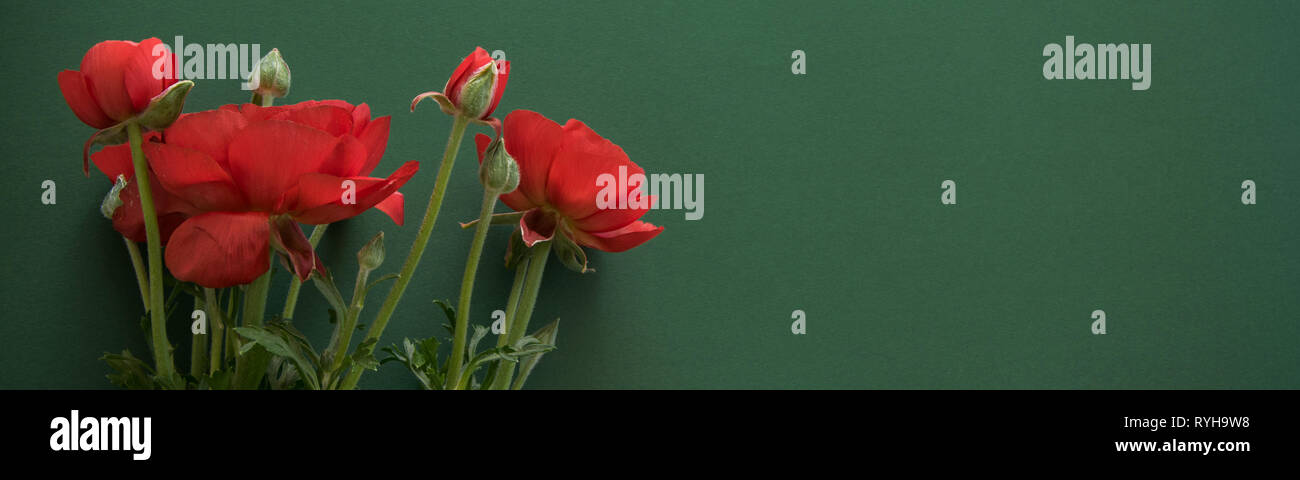 Bel Oranger fleur rouge sur fond vert profond, de l'espace pour le texte Banque D'Images