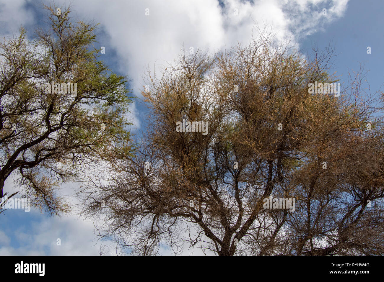 Kalanianaʻole Oahu Hawaii Beach arbres Banque D'Images