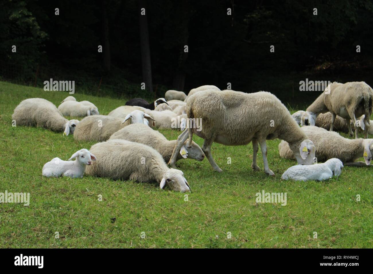 D'alimentation et de repos des moutons on meadow Banque D'Images