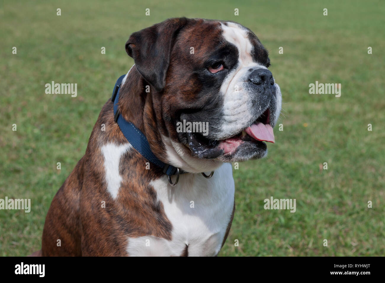 Chiot Boxer Bringe Avec Lolling Langue Est Assis Sur Un Pre Vert Animaux De Compagnie Chien De Race Pure Photo Stock Alamy