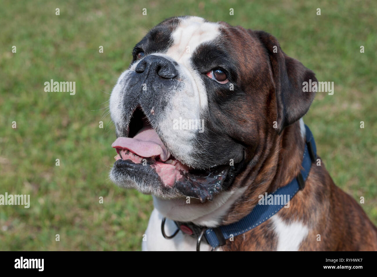 Chiot Boxer Bringe Avec Marquage Blanc Est Assis Sur Un Pre Vert Close Up Animaux De Compagnie Chien De Race Pure Photo Stock Alamy