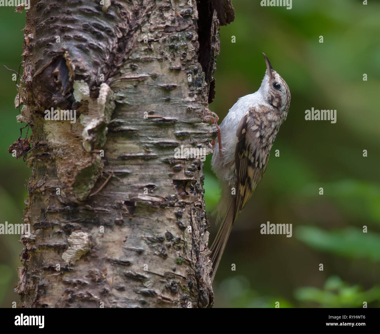 Bruant à face à une vieille souche Banque D'Images