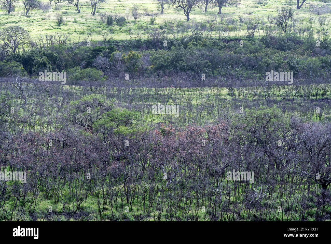 Makaha Valley avec la diversité des arbres sur la côte ouest d'Oahu Banque D'Images
