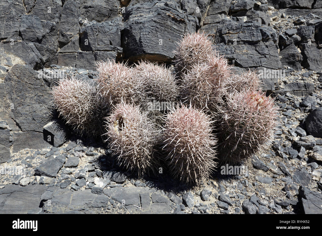 Les cactus dans les roches volcaniques, la Death Valley, Californie, USA. Banque D'Images