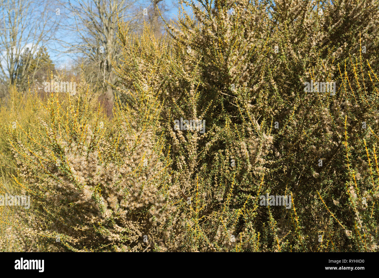 Olearia solandri, communément connu sous le nom de daisy côtières-bush ou côtières, daisy arbre arbuste originaire de Nouvelle-Zélande, dans un jardin en Mars Banque D'Images