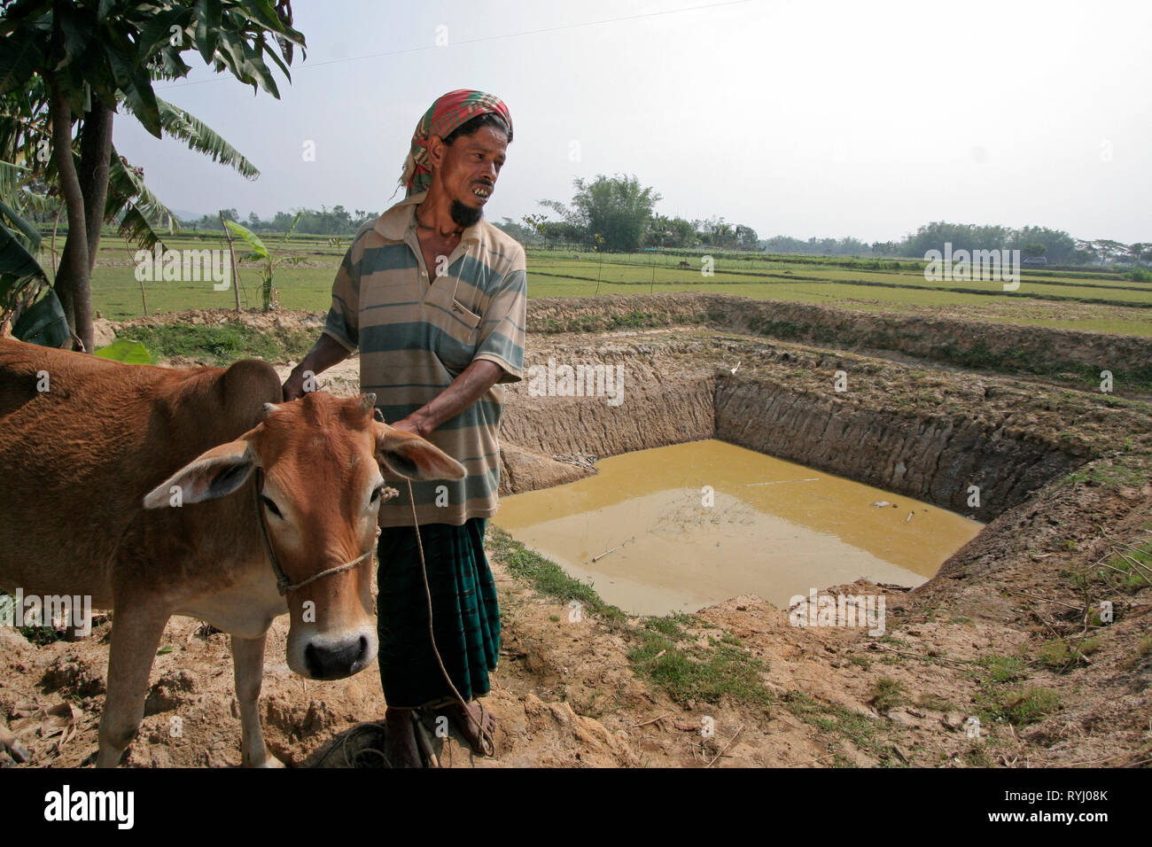 Le BANGLADESH Agriculteur avec vache et étang à poissons, Kumargati village, Mymensingh région photo par Sean Sprague Banque D'Images