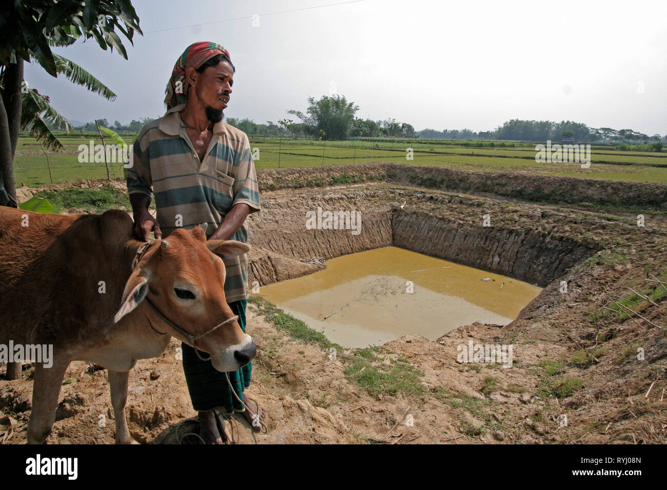 Le BANGLADESH Agriculteur avec vache et étang à poissons, Kumargati village, Mymensingh région photo par Sean Sprague Banque D'Images