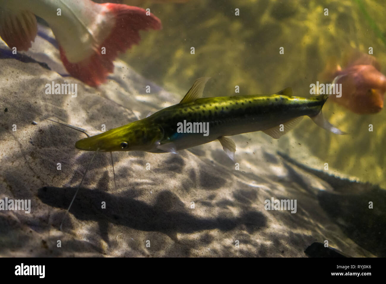 Prescription sorubim, un poisson-chat à vibrisses du bassin de l'Amazonie, l'aquarium de poissons tropicaux Banque D'Images