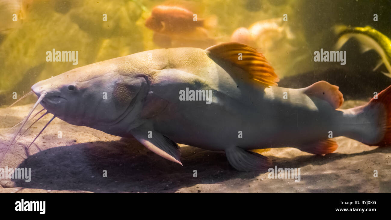 Couleur blanc queue rouge poisson-chat, poisson populaire dans l'aquaculture et la pêche, sport grand poissons tropicaux du bassin amazonien d'Amérique Banque D'Images