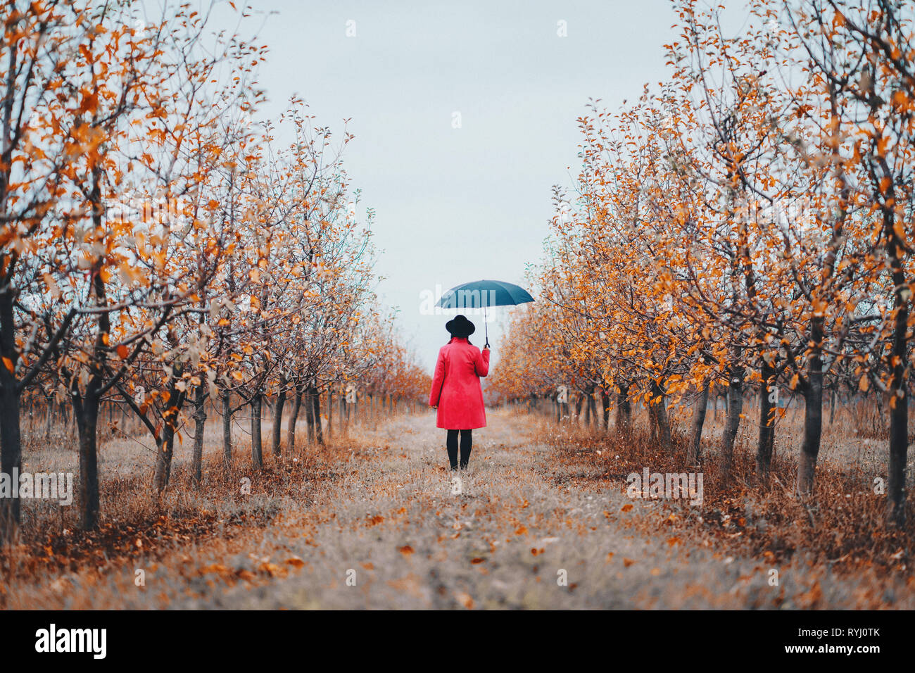 Femme en robe rouge et avec parapluie entre les arbres dans le jardin d'Apple à l'automne. Le minimalisme, voyages, nature concept. Banque D'Images