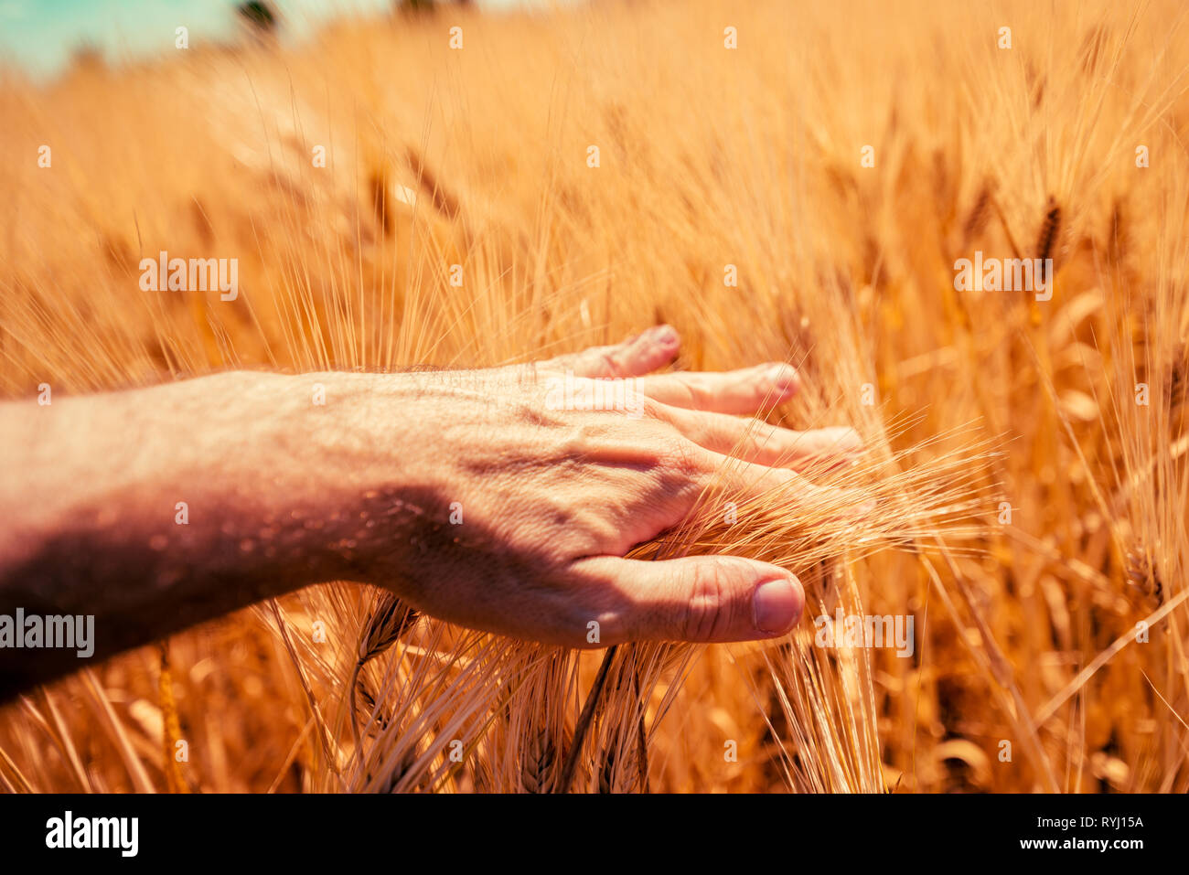 Agriculteur responsable de la maturation de la récolte d'orge de toucher les oreilles en champ cultivé, selective focus Banque D'Images