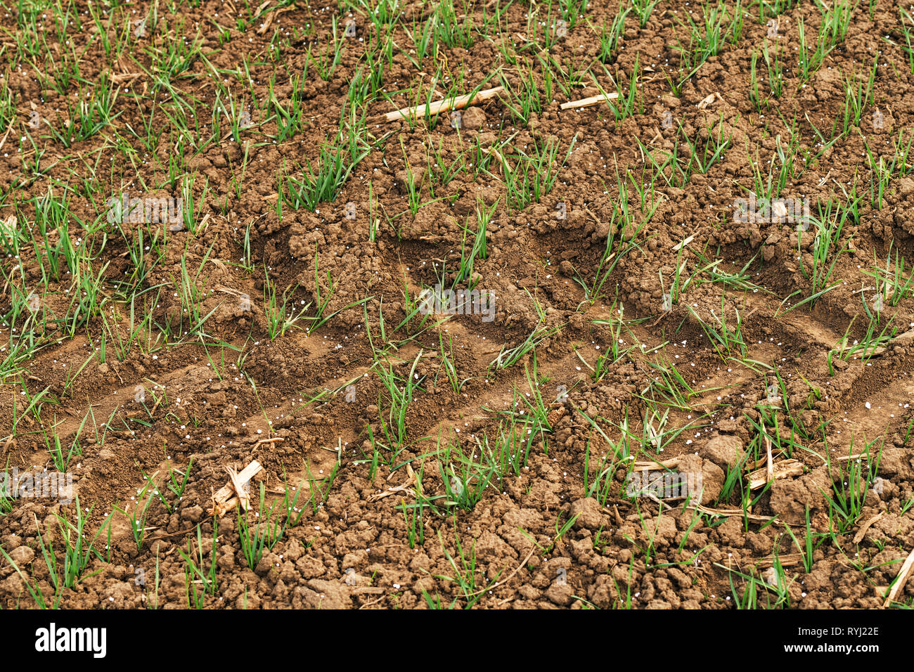 Engrais NPK granulés de germes de blé synthétique dans le champ après l'application au début du printemps pour fertiliser la terre avec de l'azote du sol les nutriments, phos Banque D'Images