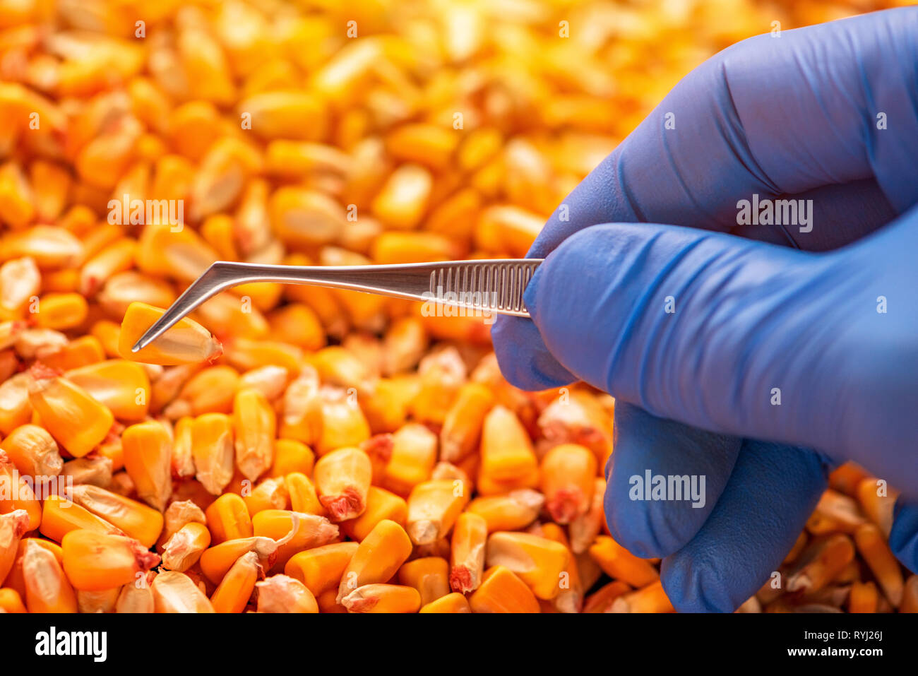 L'examen scientifique de la qualité des semences de maïs en grains récoltés, Close up of hand holding grain unique avec des pincettes Banque D'Images