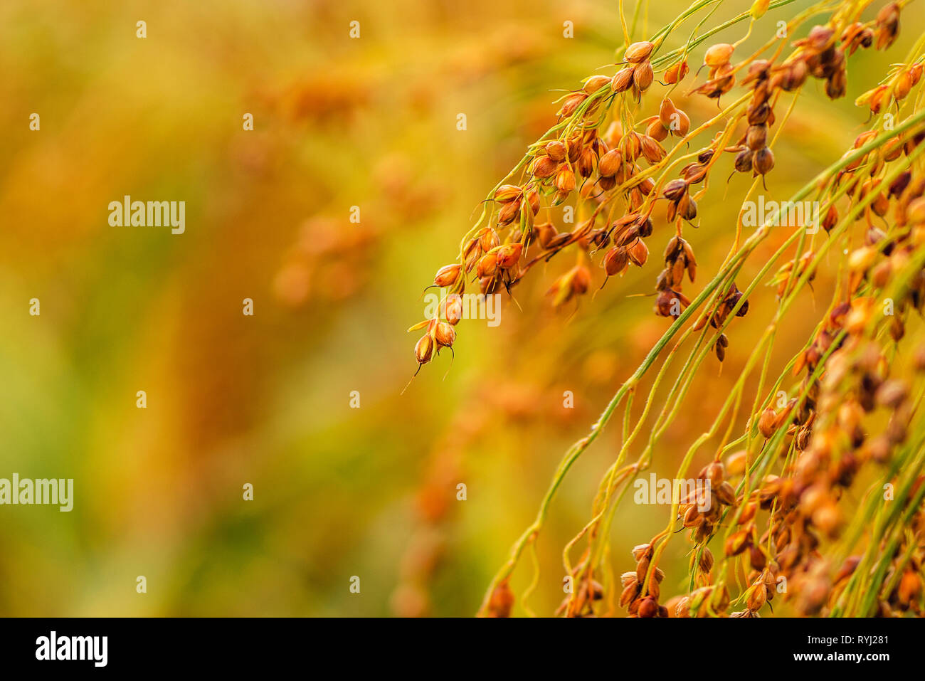 Le millet cultivé en champ agricole Banque D'Images