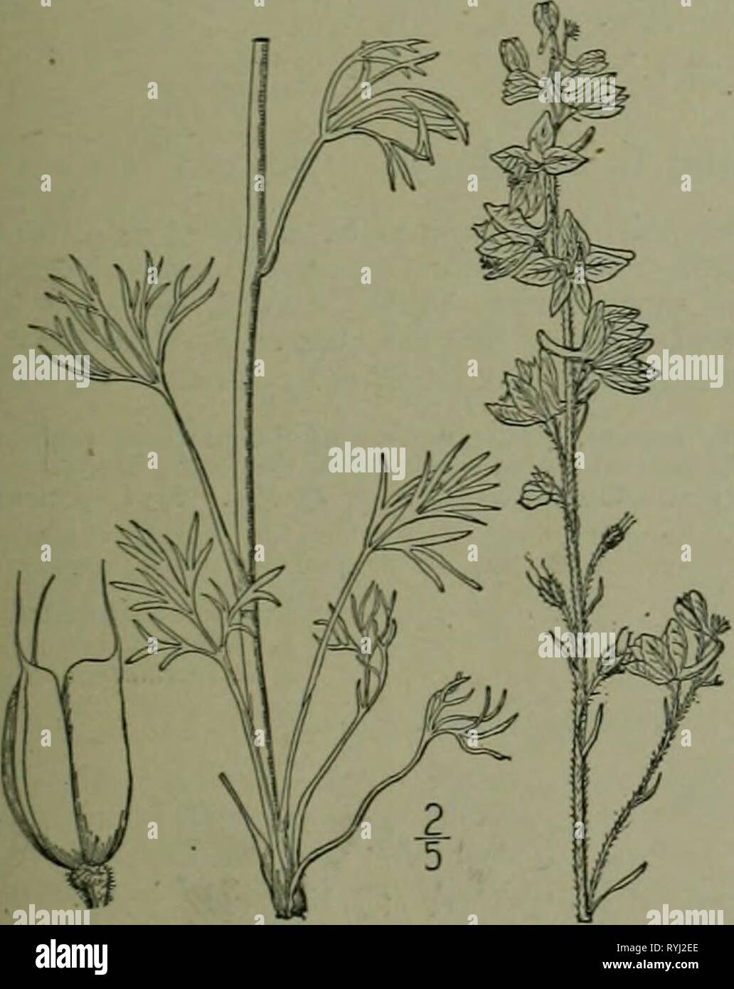 Une flore illustrée du nord des États-Unis, le Canada et les possessions britanniques : de Terre-Neuve jusqu'au parallèle de la limite sud de la Virginie et de l'océan Atlantique à l'ouest jusqu'à la 102e méridien d'illustratedflo2ED02brit Année : 1913 FAMILLE CROWFOOT. 95 4. Delphinium Nelsoni Greene. Nelson's Larkspur. F'ig. 1873. 1896. Delphinium Xelsoni Pittonia 3 Greene, puberulent finement, au moins au-dessus ; tige mince, simple, 8'-il° max d'un cluster de racines près de la surface du sol. L'entreprise laisse, plus pedately divisé en lobes linéaires ou segments. long-petioled, Banque D'Images