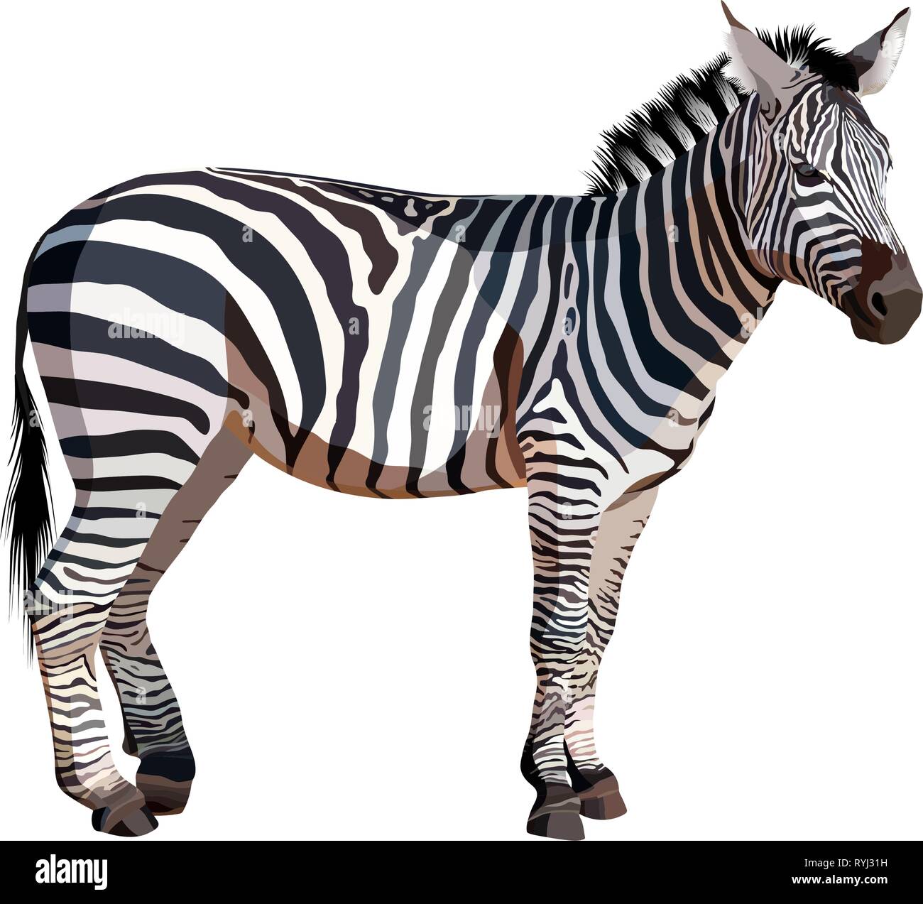 African zebra sur fond blanc vector illustration Illustration de Vecteur
