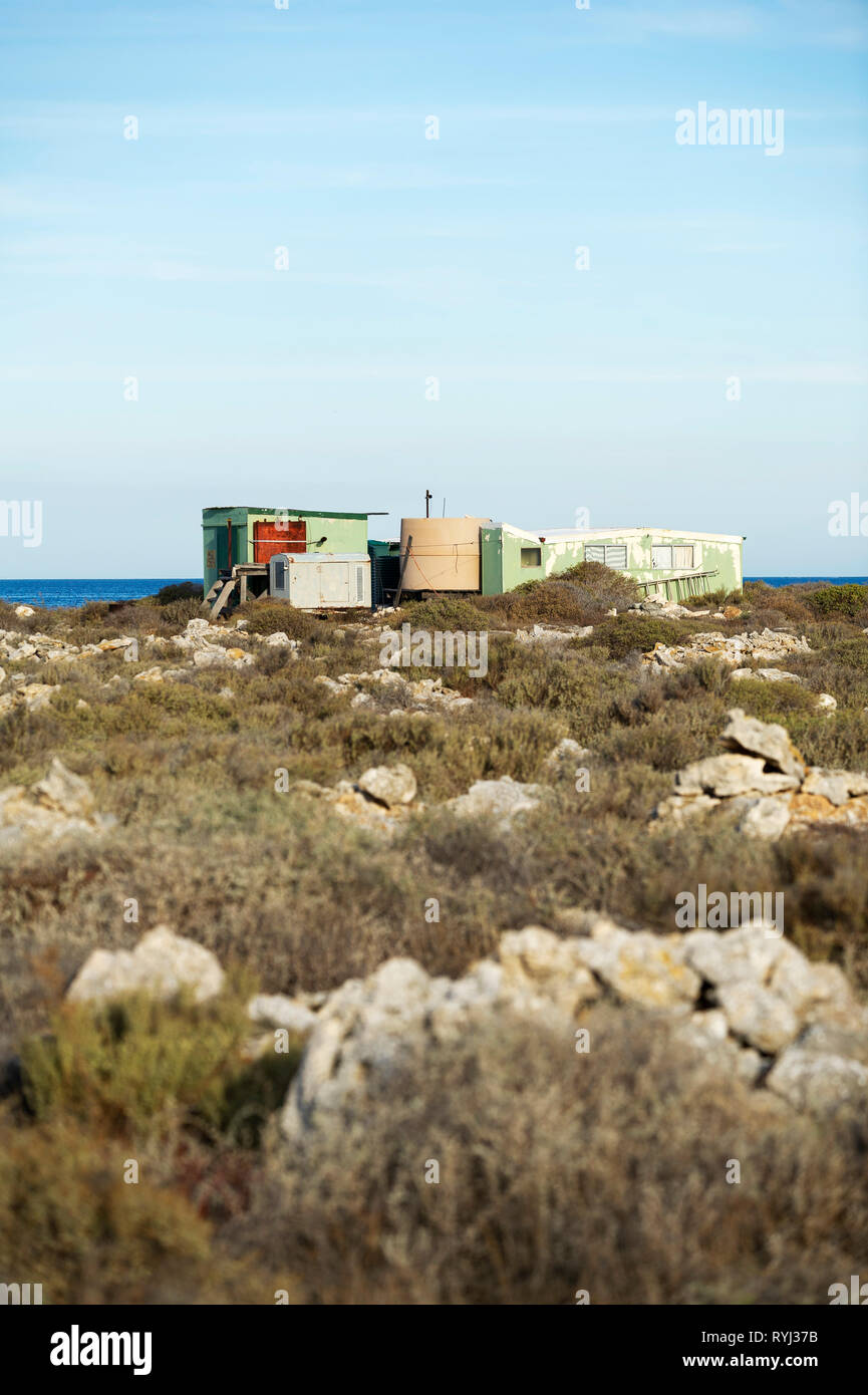 Grande île de Rat, Houtman Abrolhos. Les Houtman Abrolhos îles se trouvent à 60 kilomètres au large de la côte de Geraldton en Australie occidentale. Il y a 122 pristi Banque D'Images