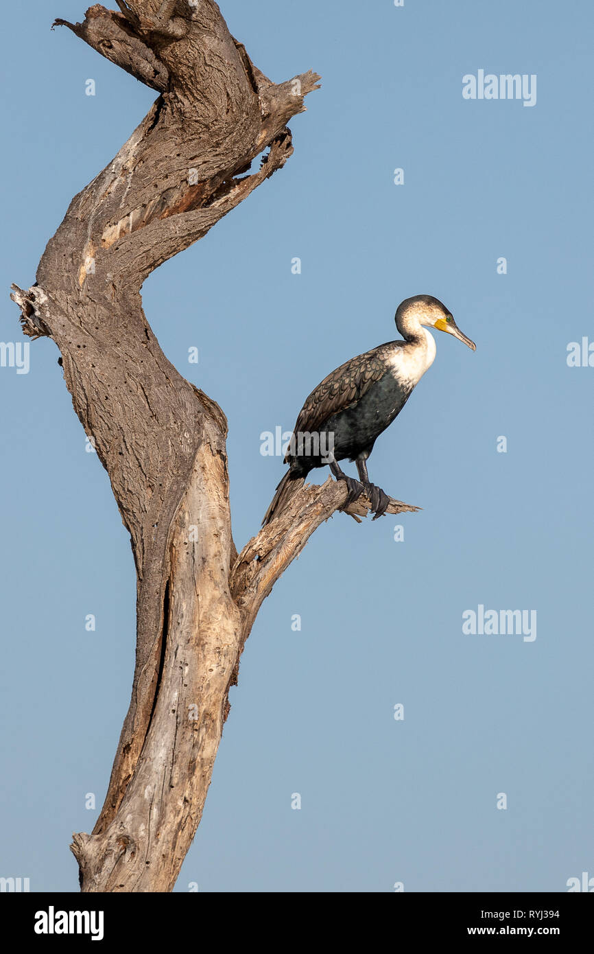 Grand Cormoran, le Kenya Afrique Banque D'Images