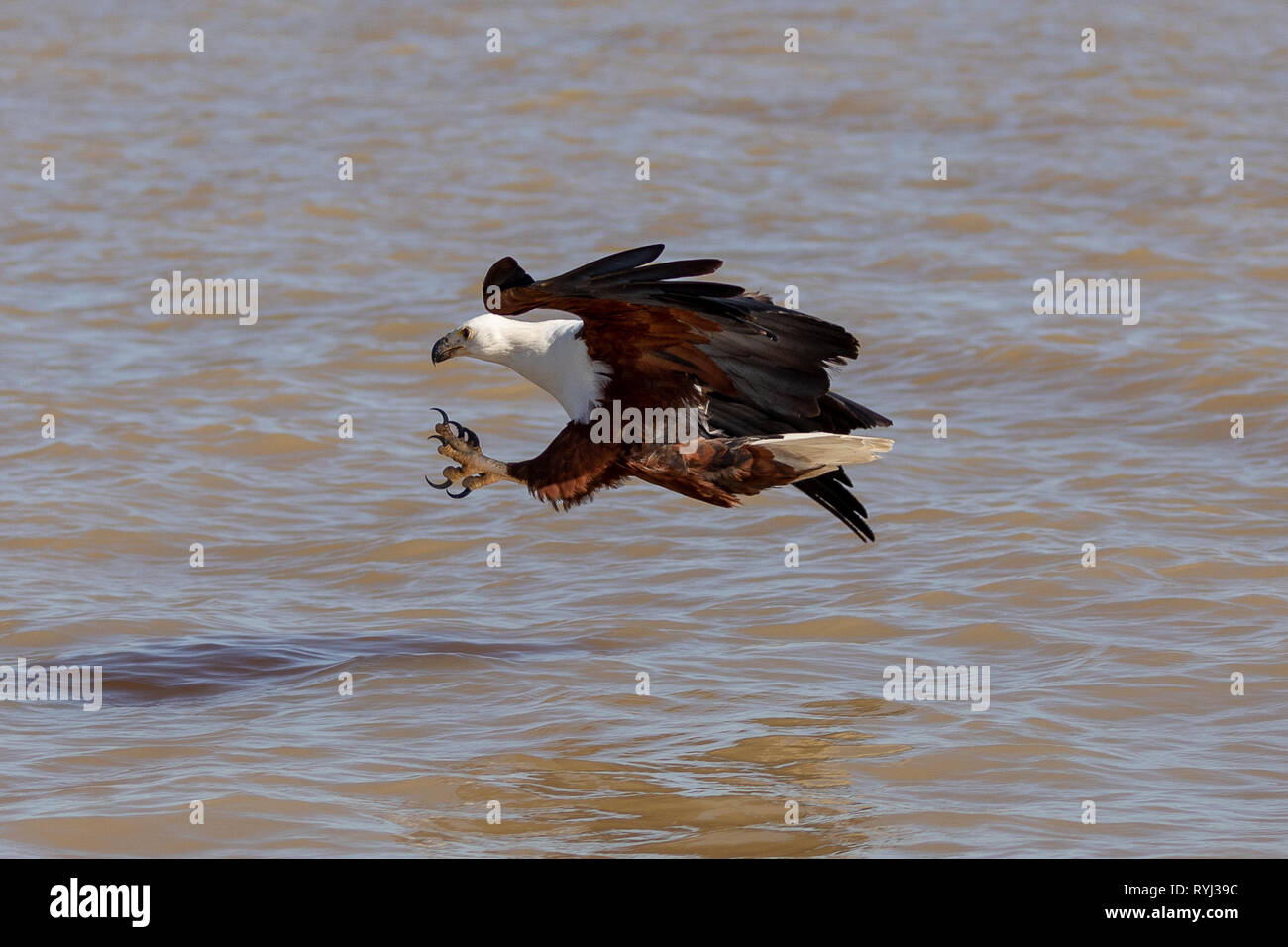 L'aigle de mer africaine swooping pour le poisson, le Kenya, l'Afrique Banque D'Images