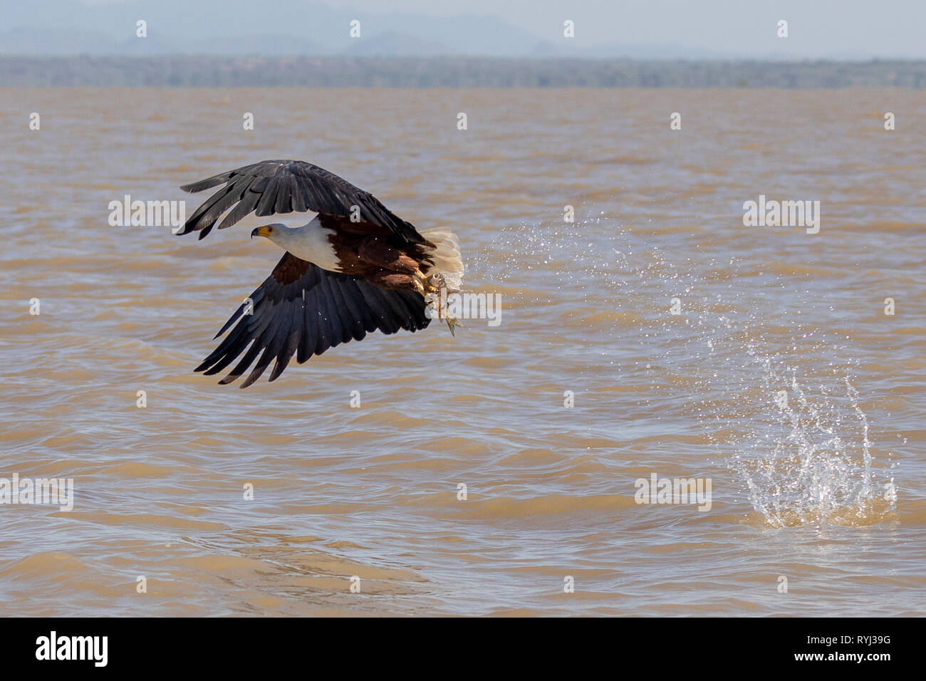L'aigle de mer africaine swooping pour le poisson, le Kenya, l'Afrique Banque D'Images